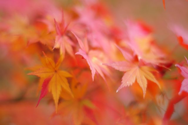 秋の京都をめぐる。【紅葉の永観堂・南禅寺水路閣】