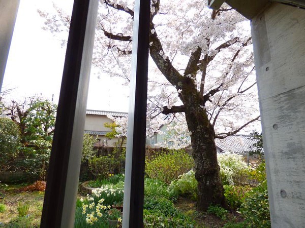 春が楽しみなお部屋。【1K・左京区】