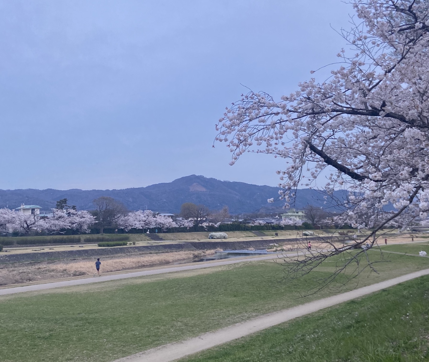 賀茂川　春　桜