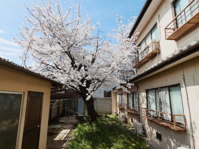 桜のある庭。【京都芸術大学 女子専用シェアハウス】