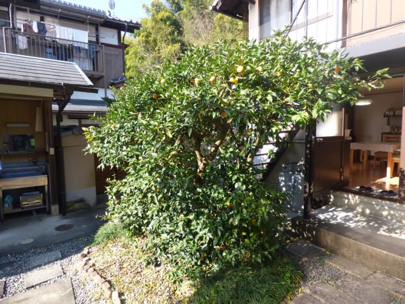 なでしこ 庭
